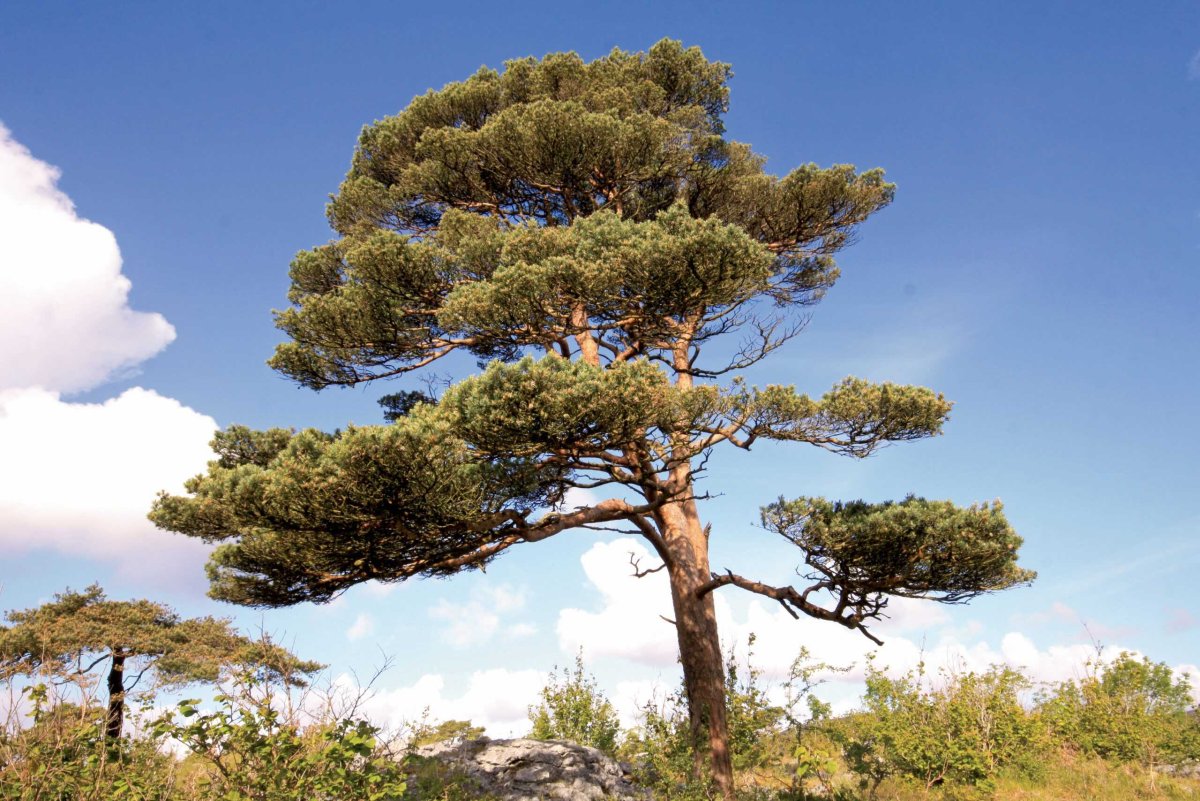 Сосна обыкновенная Pinus Sylvestris