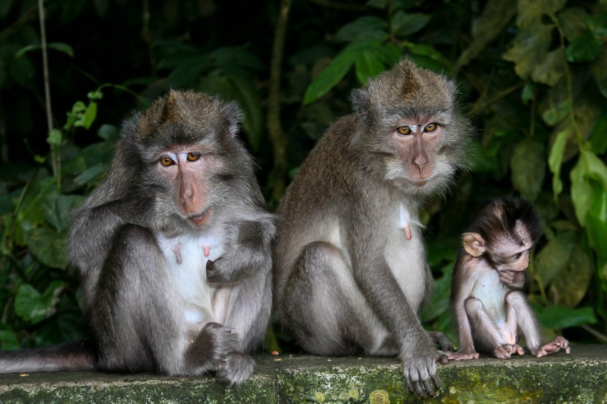 Monkeys Family 4k