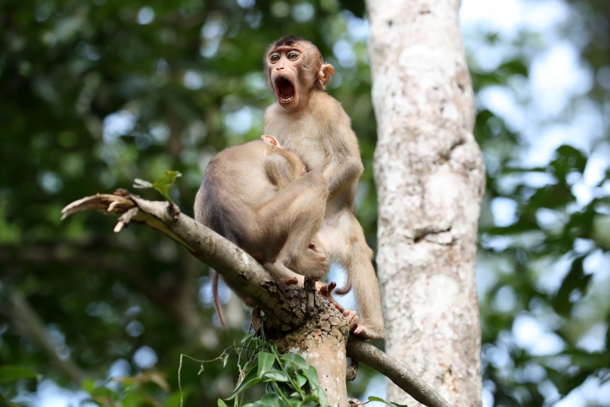 Премия comedy Wildlife Photography