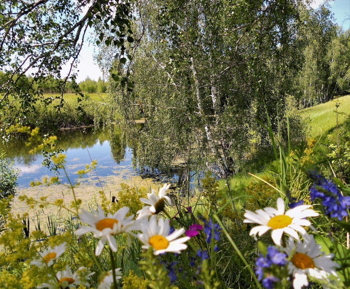 Березы и ромашки