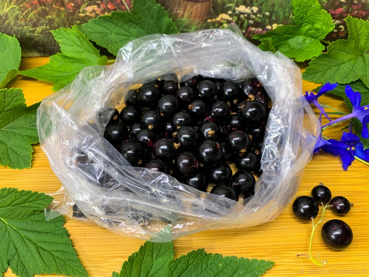 Смородина чёрная