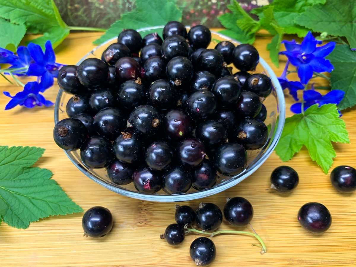 Смородина чёрная
