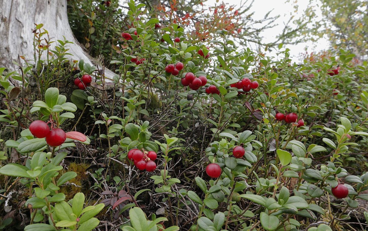 Vaccinium Vitis-idaea