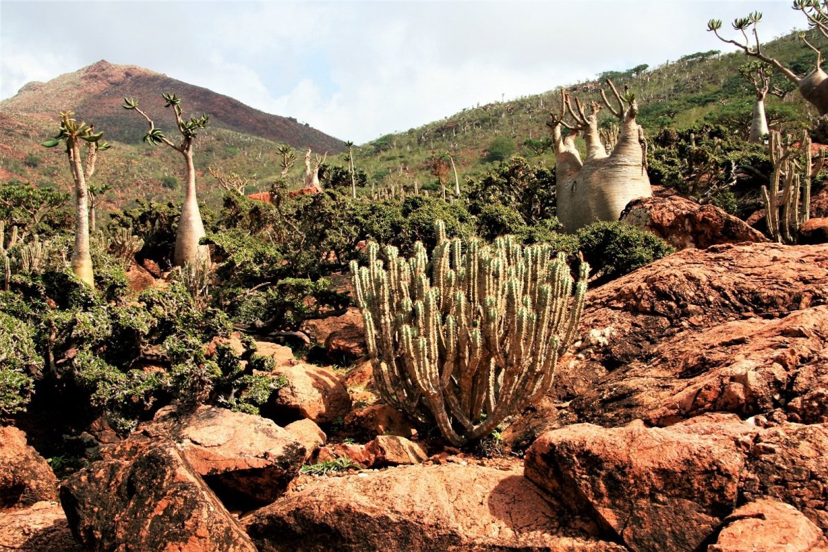 Остров Сокотра (Socotra), Йемен