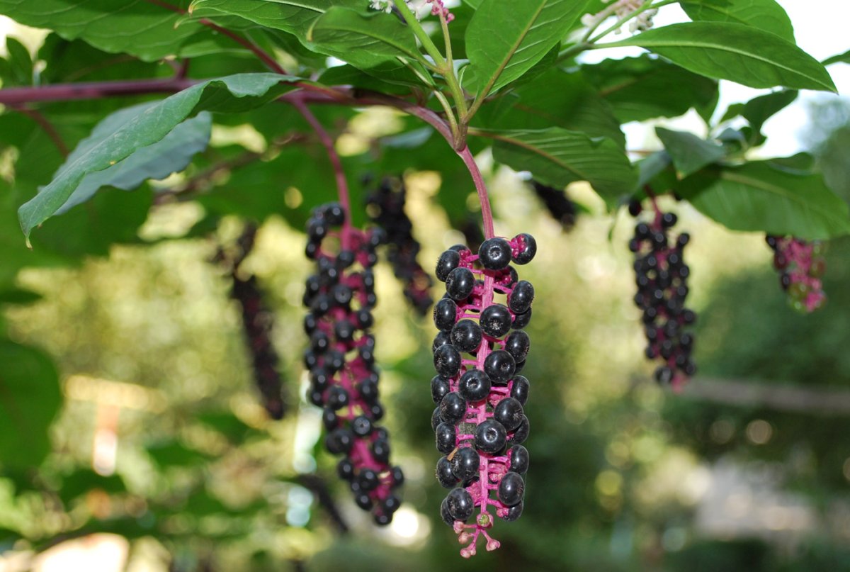 Фитолакка (Phytolacca Americana)