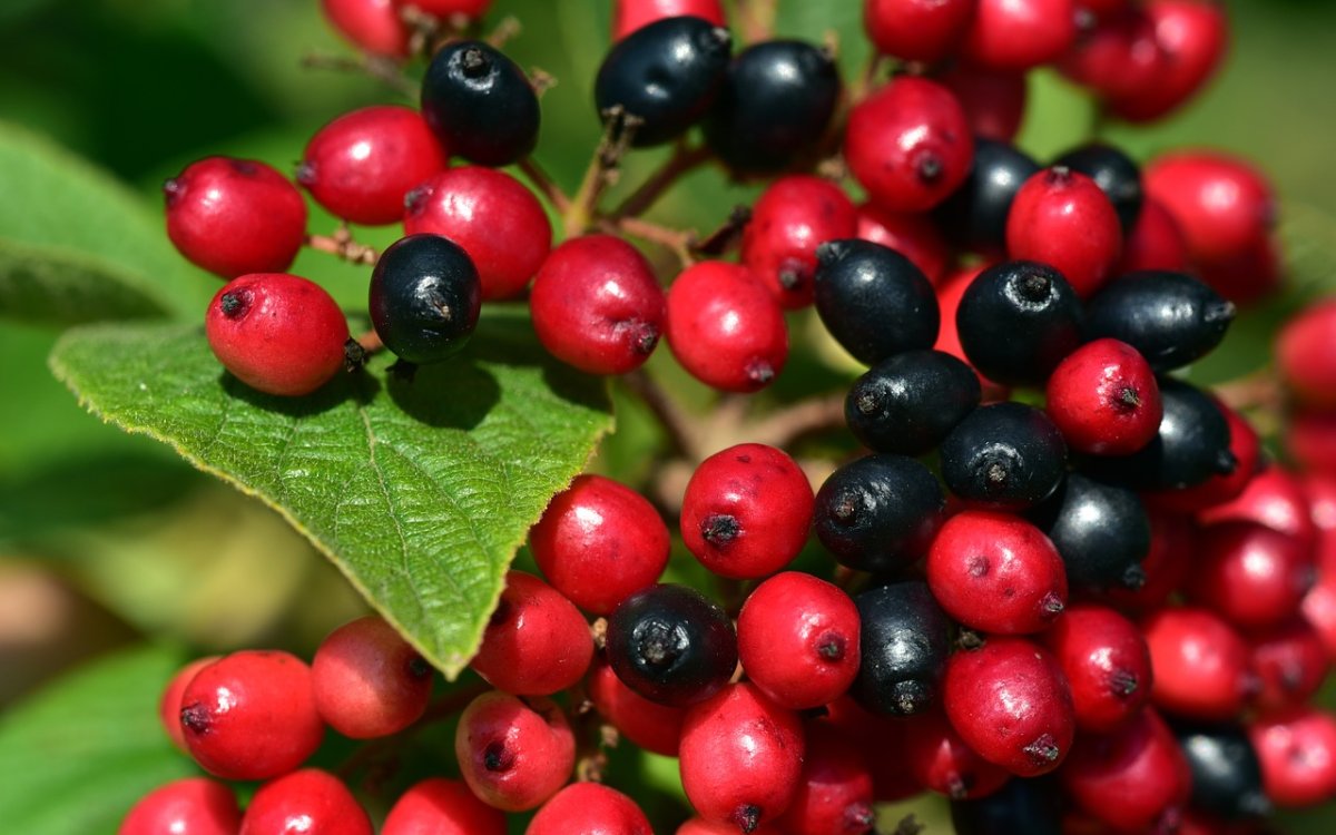 Red Berry ягода