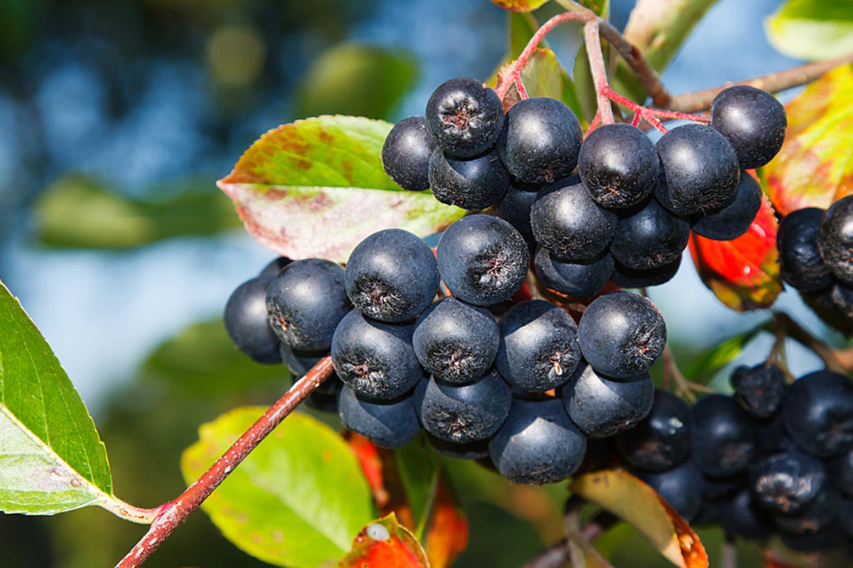 Арония Aronia melanocarpa