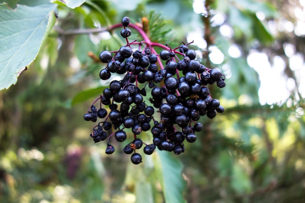 Elderberry Бузина