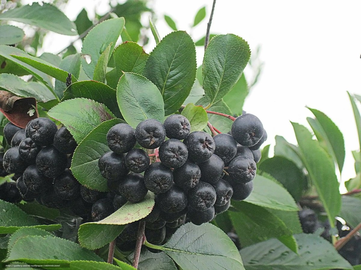 Арония черноплодная (Aronia melanocarpa)