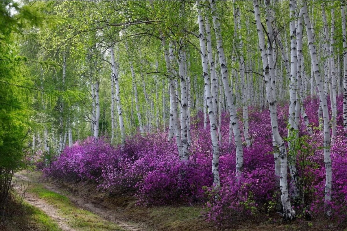 Природа Забайкалья Багул