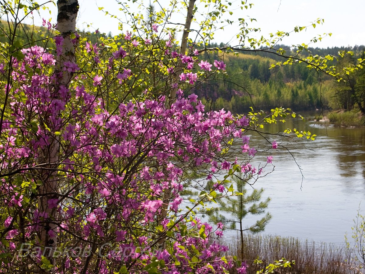 Природа Забайкалья багульник