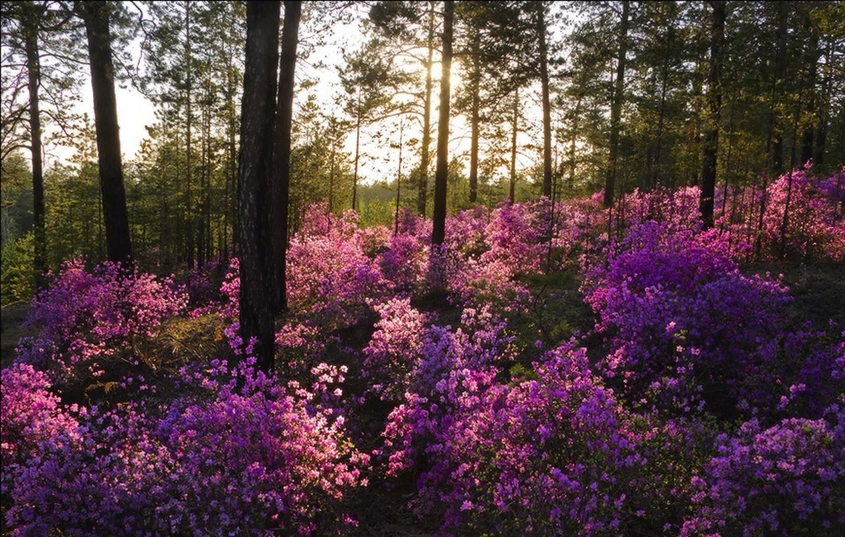 Забайкальский багульник (рододендрон Даурский)