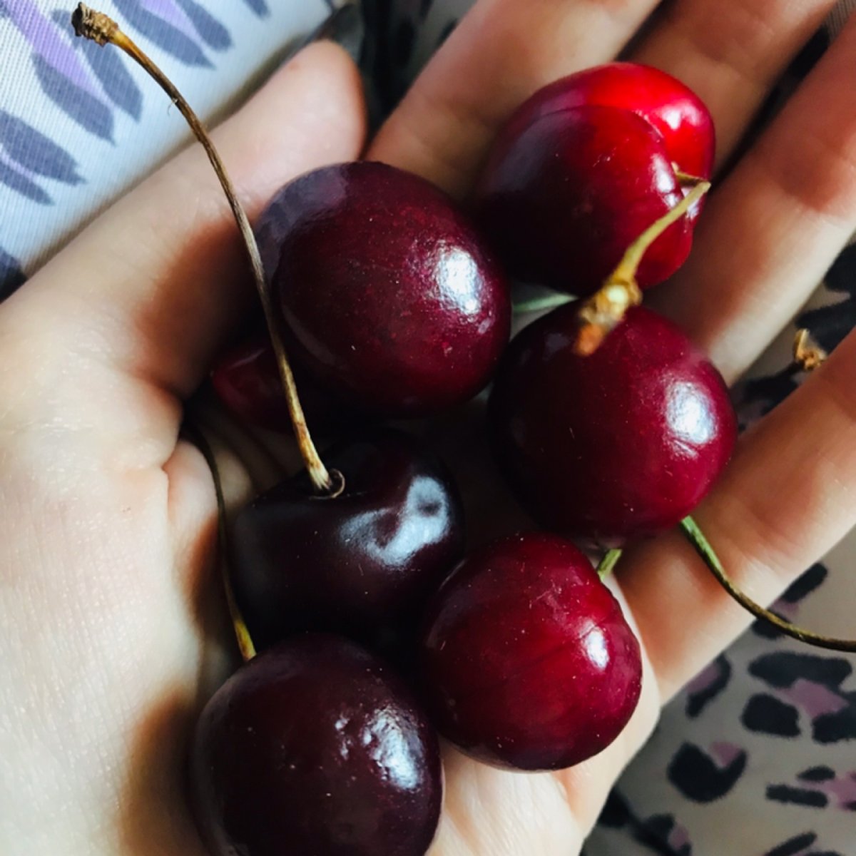 Перекус черешня