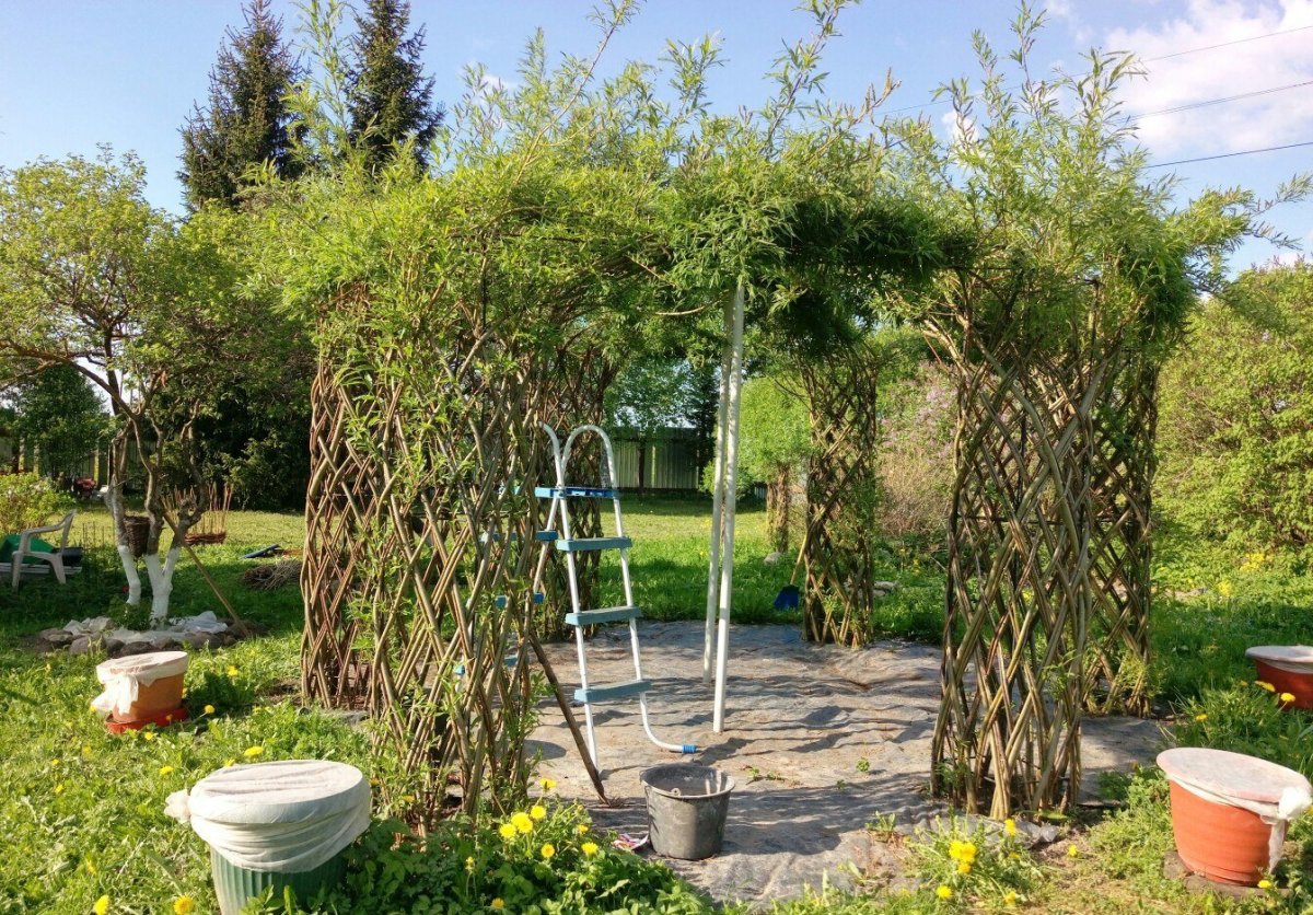 Ива шаровидная изгородь