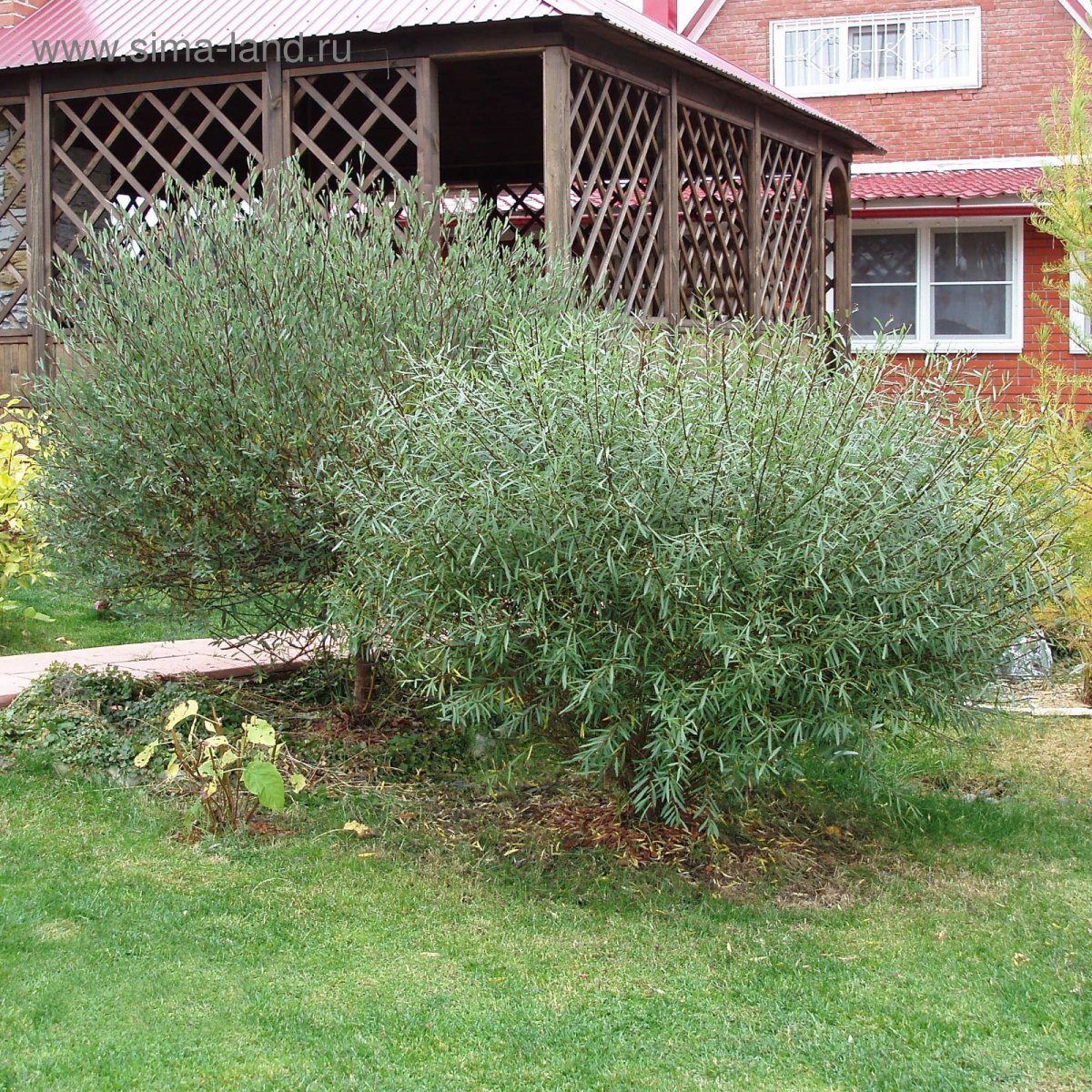 Ива пурпурная Salix purpurea