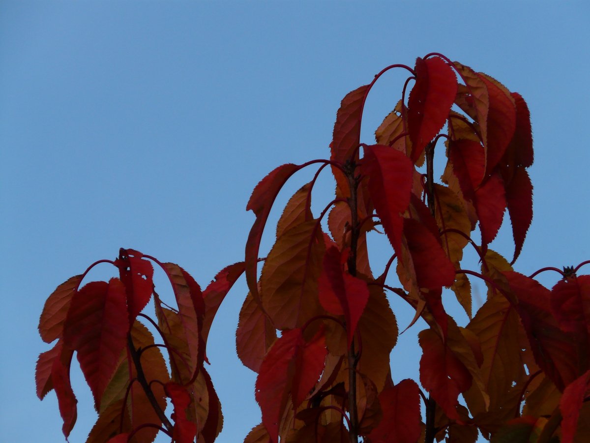 Prunus persica Red Leaf