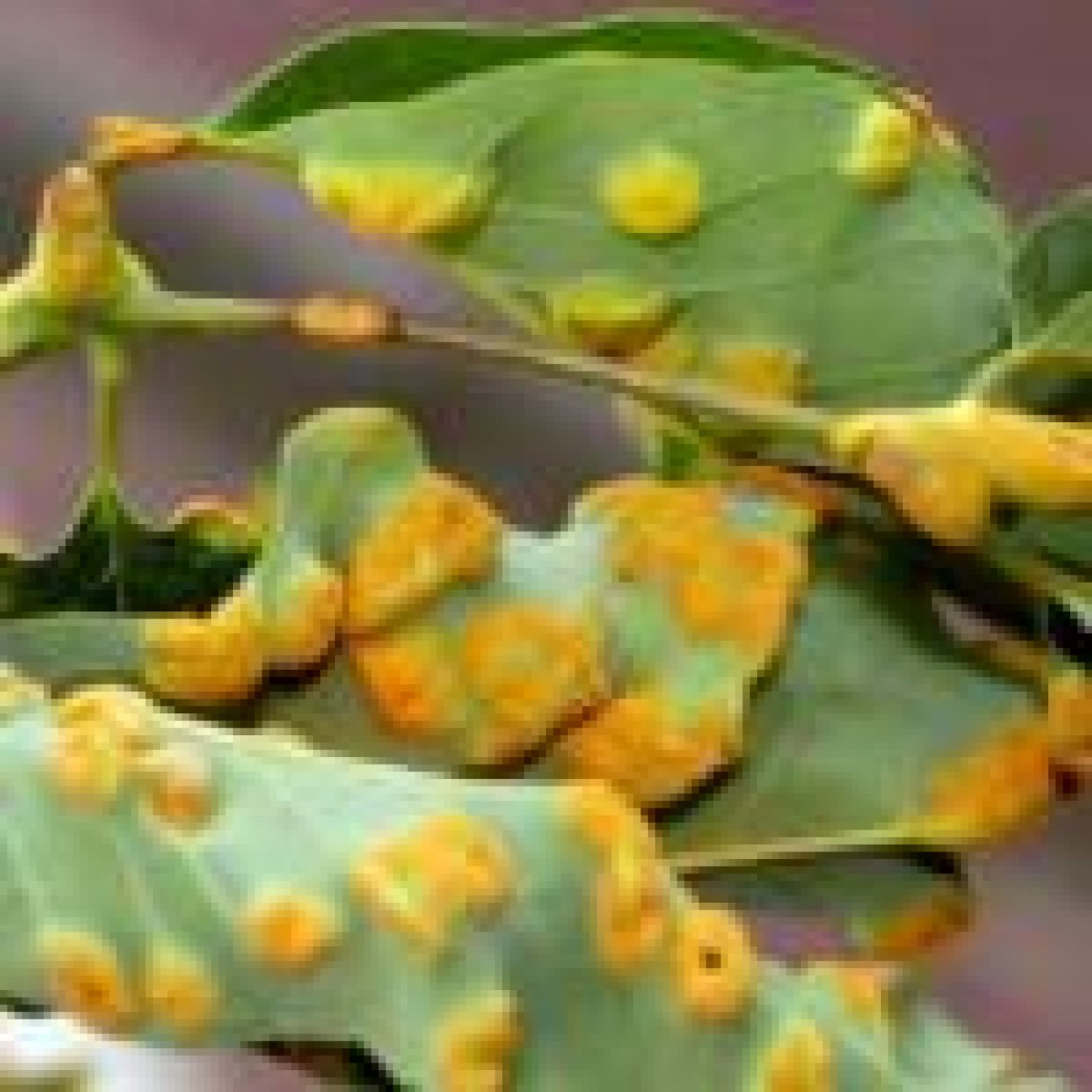 Ржавчина яблони Gymnosporangium tremelloides Hartig