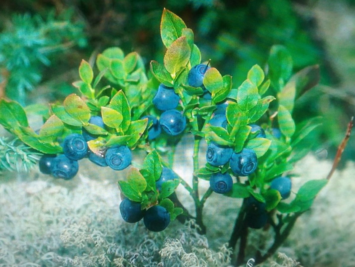 Черника куст
