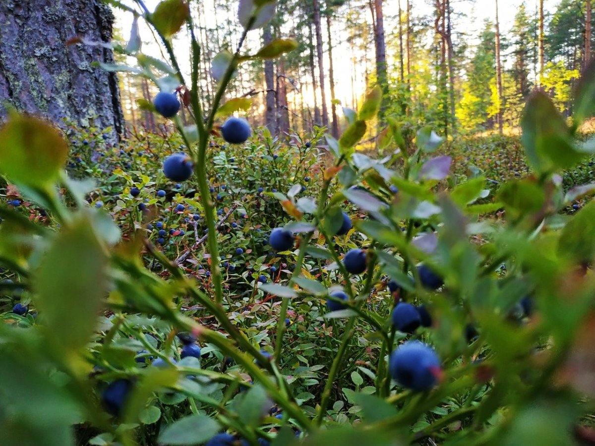 Черника Мурманск