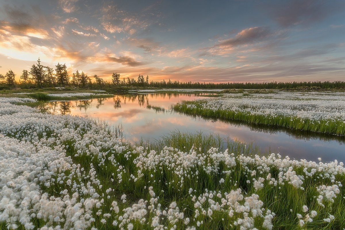 Ямальская пушица