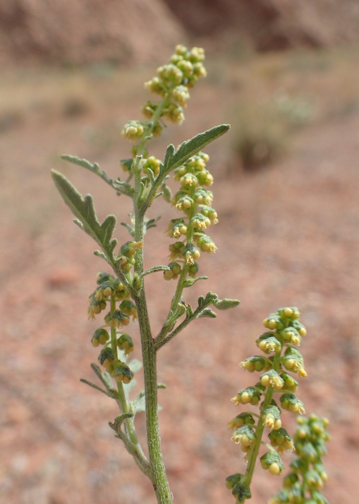 Ambrosia acanthicarpa