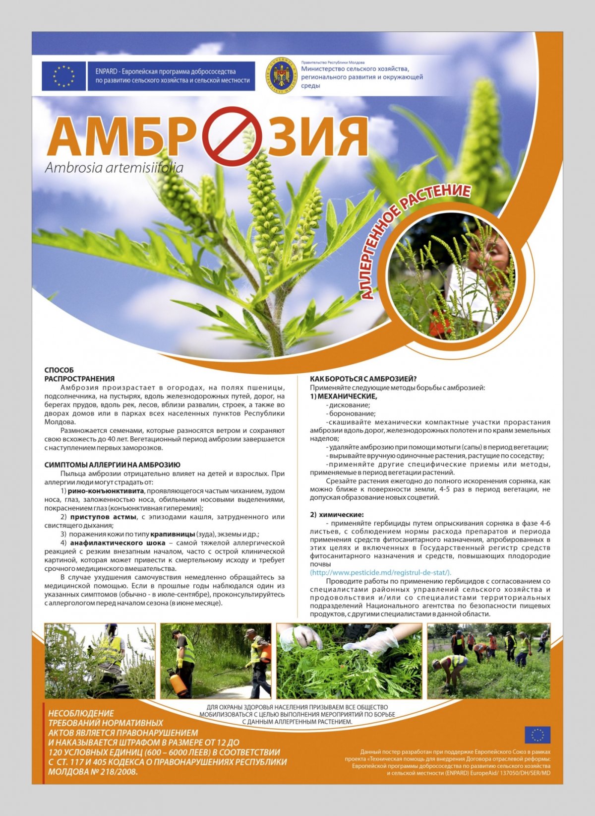 Фаза развития амброзии