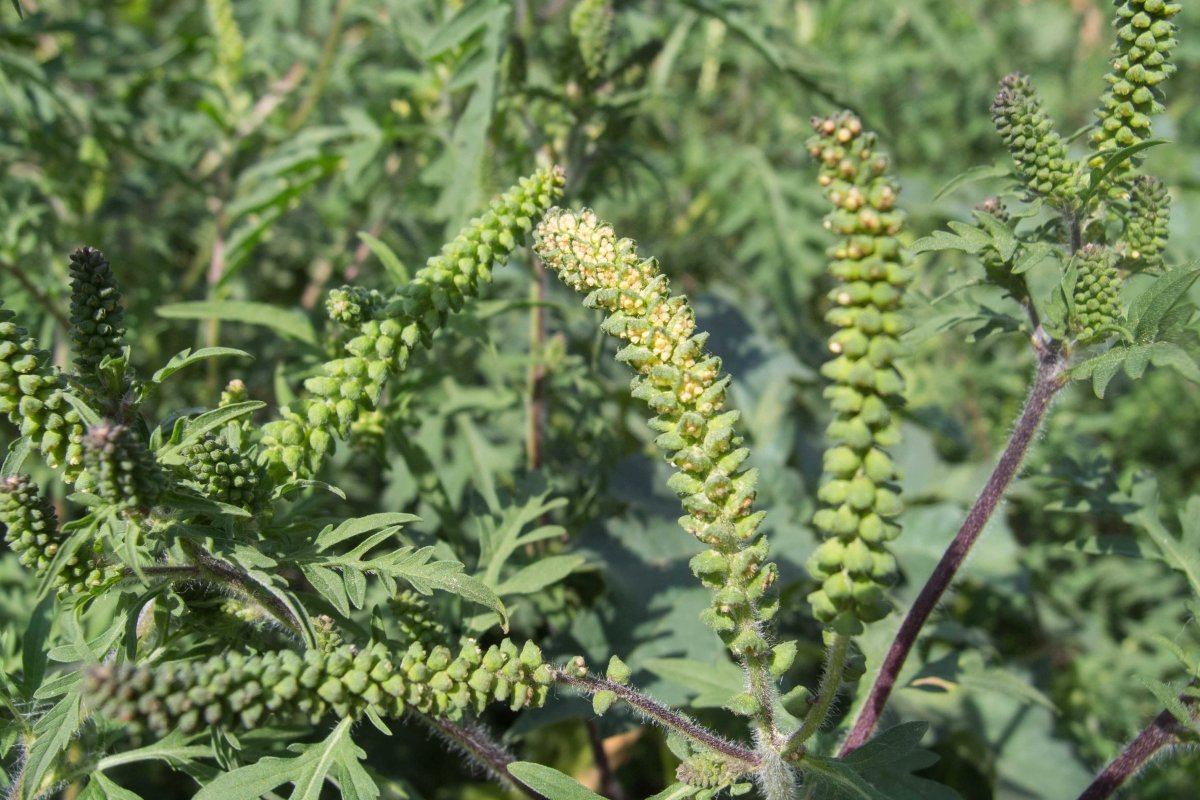Ragweed растение
