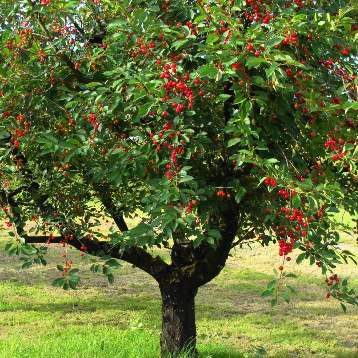 Вишня Шакировская