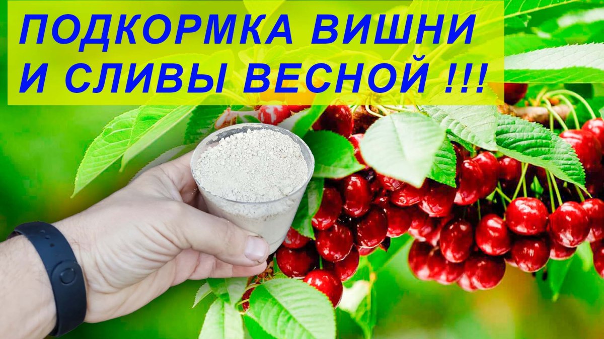 Черешневая 5