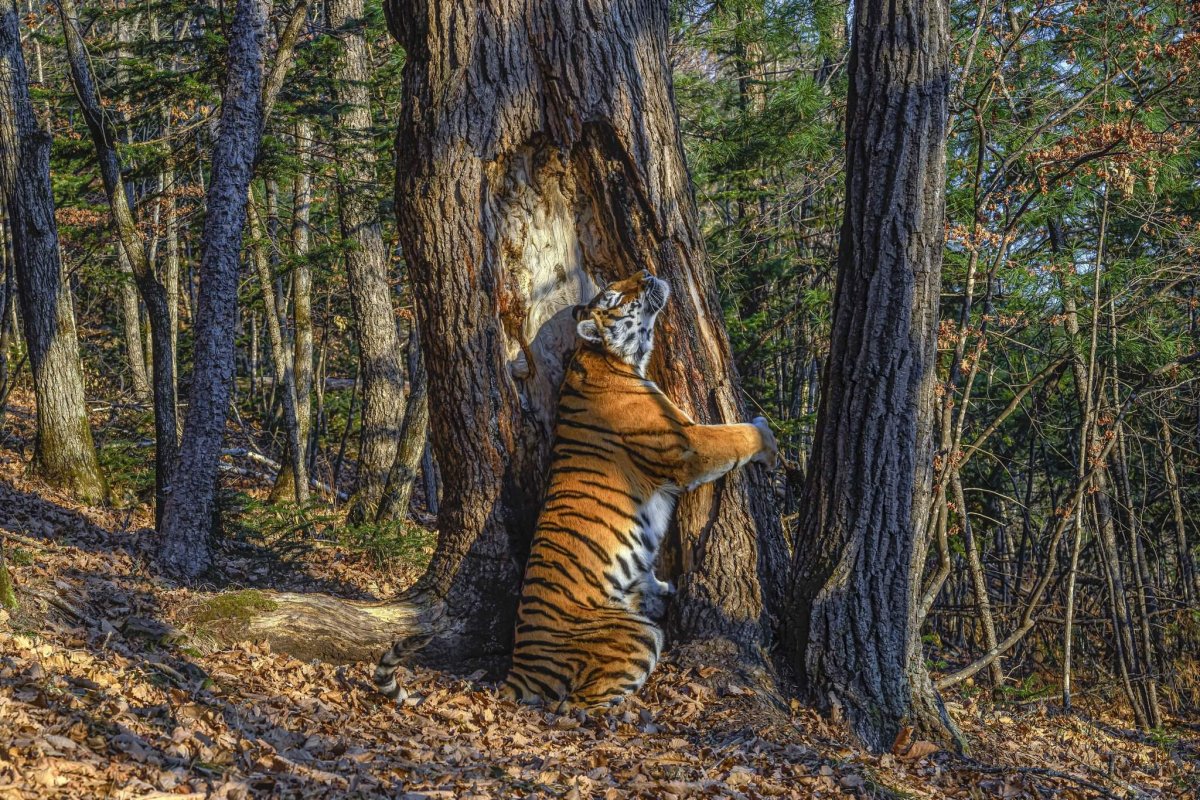 Wildlife photographer of the year 2020 Сергей горшков
