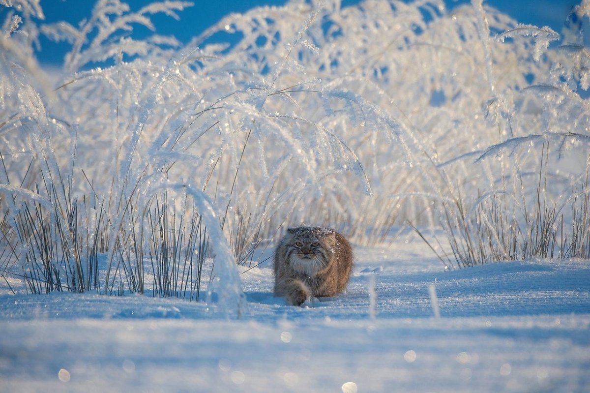 Валерий Малеев Дикая природа