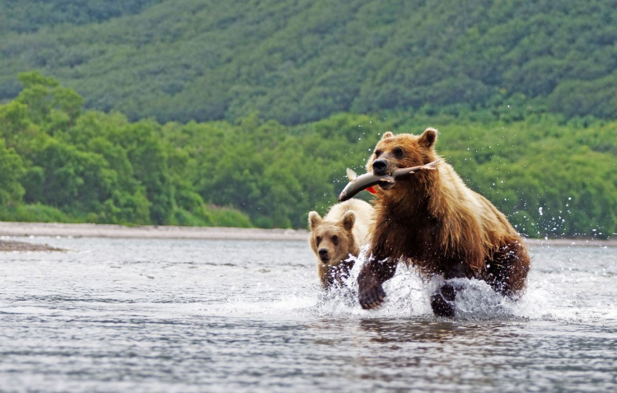 Бурый медведь Сахалин