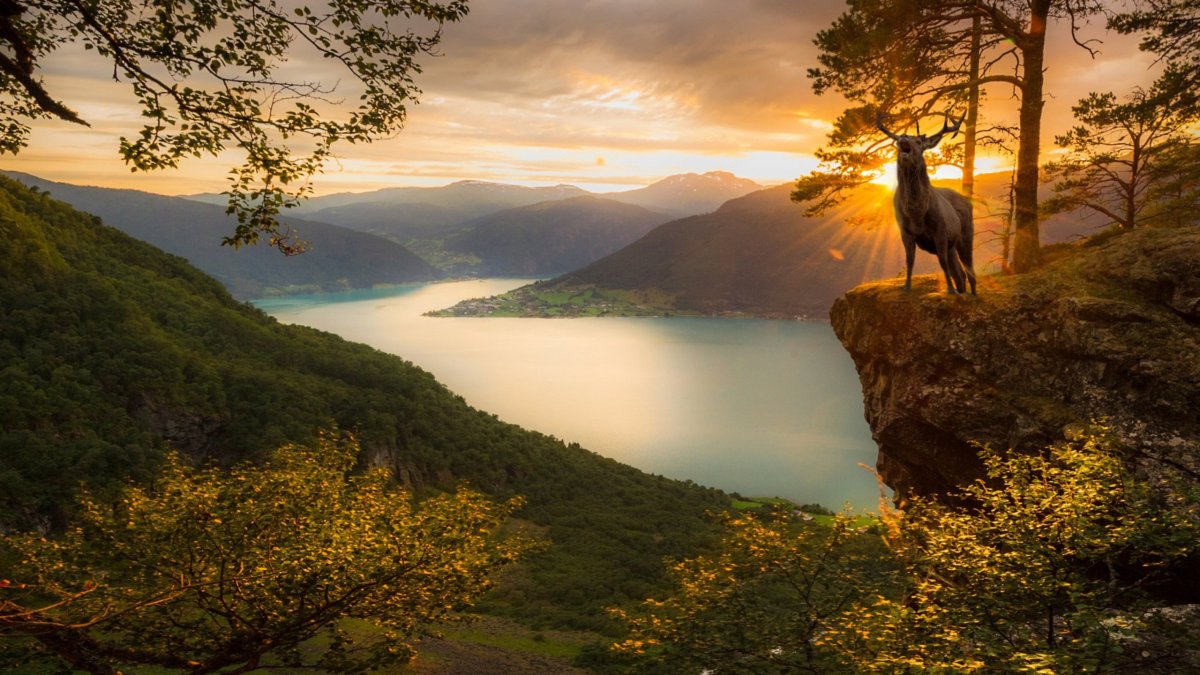Дикая природа пейзаж