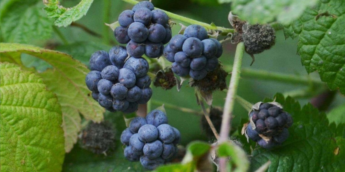 Ежевика сизая Rubus Caesius