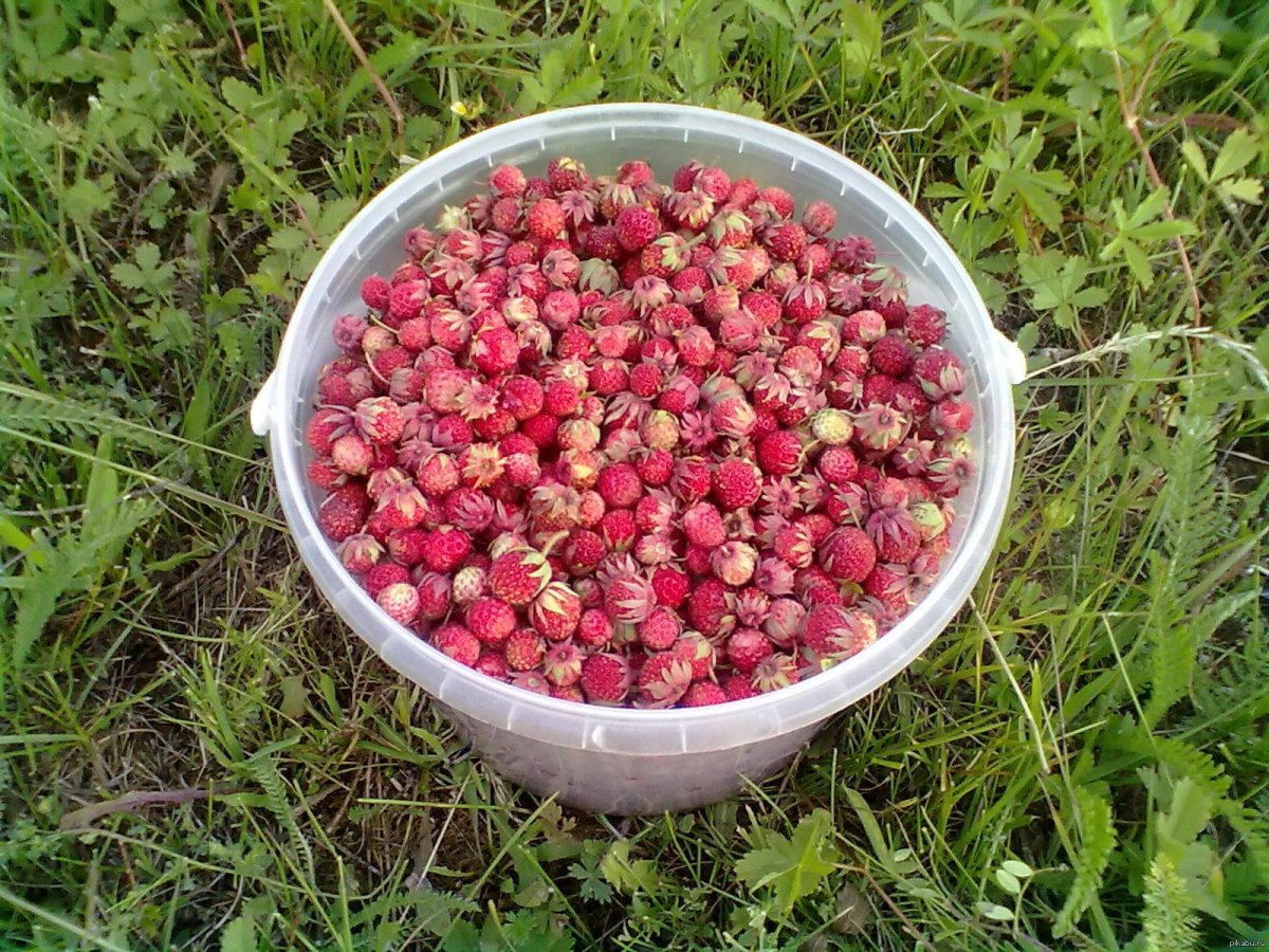 Лесная земляника и Лесная клубника
