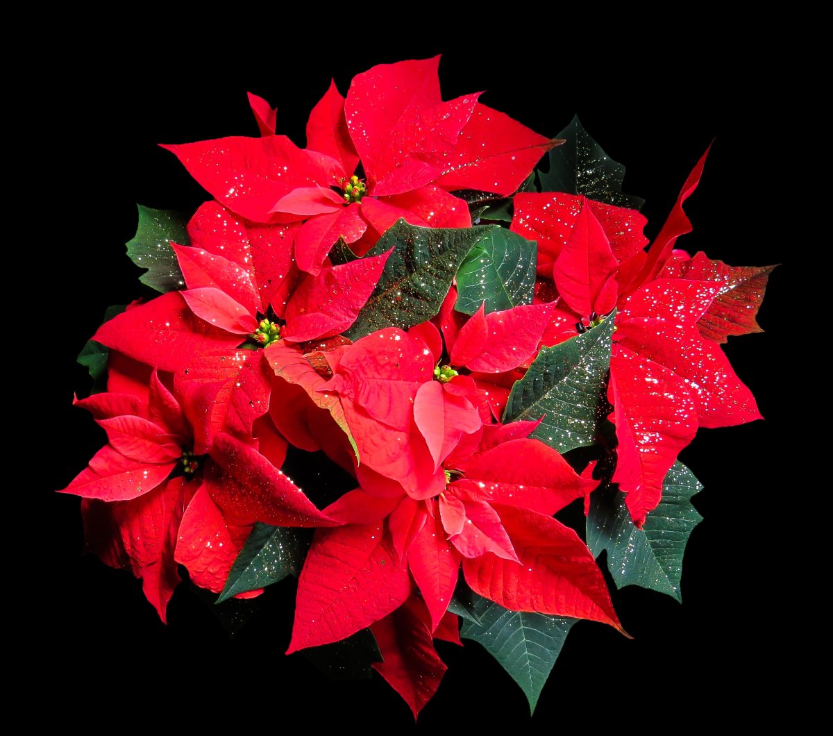 Пуансеттия Euphorbia pulcherrima