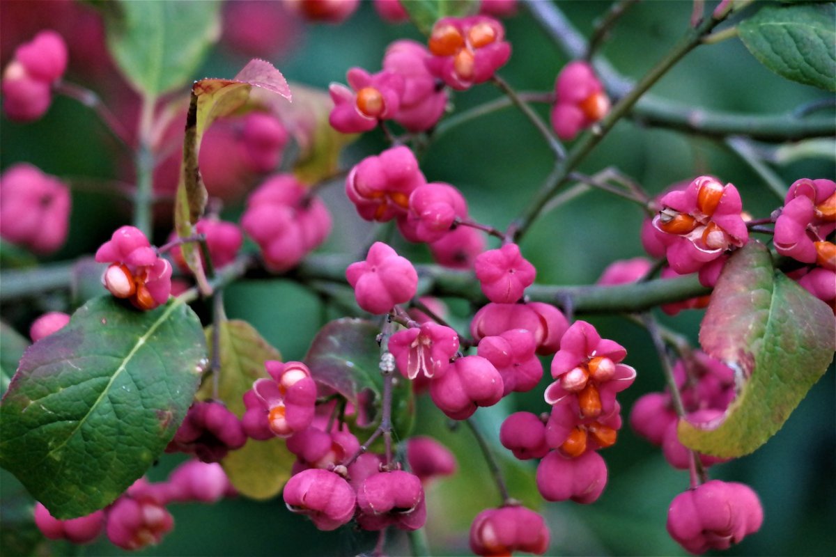 Euonymus phellomanus