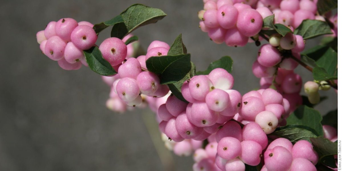 Снежноягодник Дооренбоса (сорт 'Magical® Sweet')
