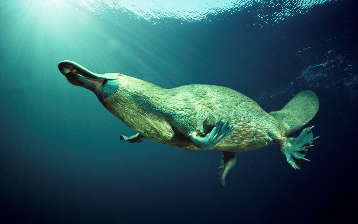 Ornithorhynchus anatinus