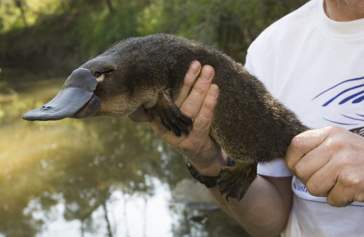 Duckbill Platypus