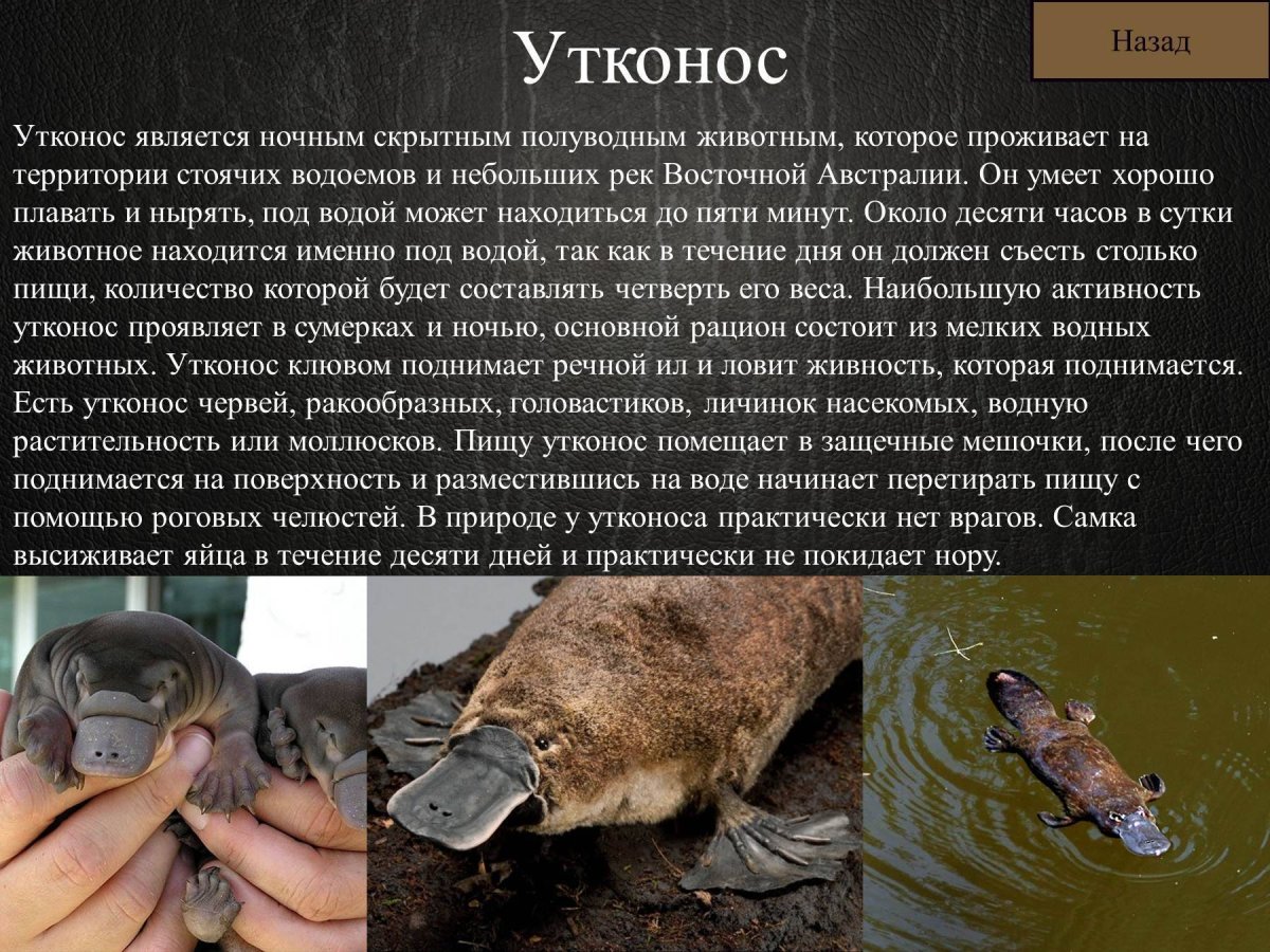 Сообщение про утконоса