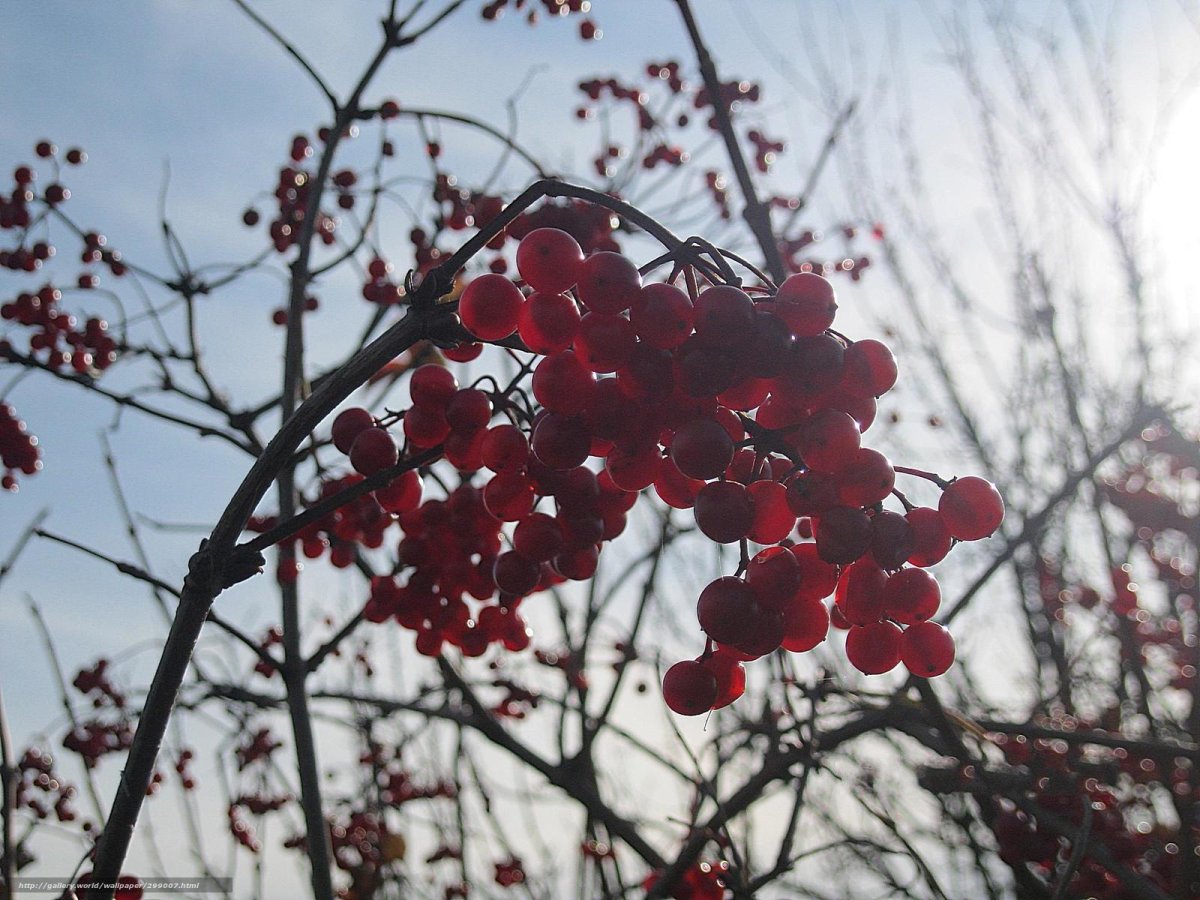 Калина (Viburnum)