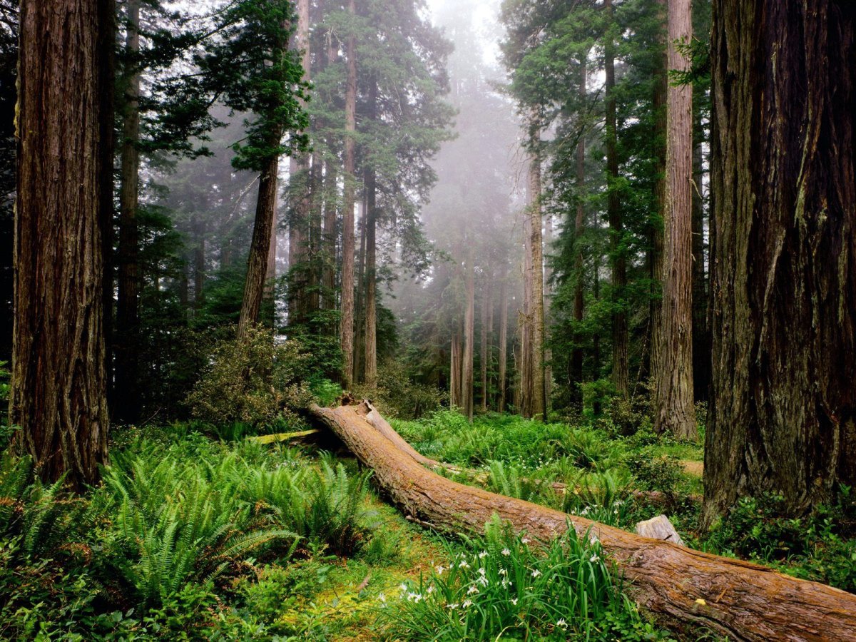 Forest Dream книга