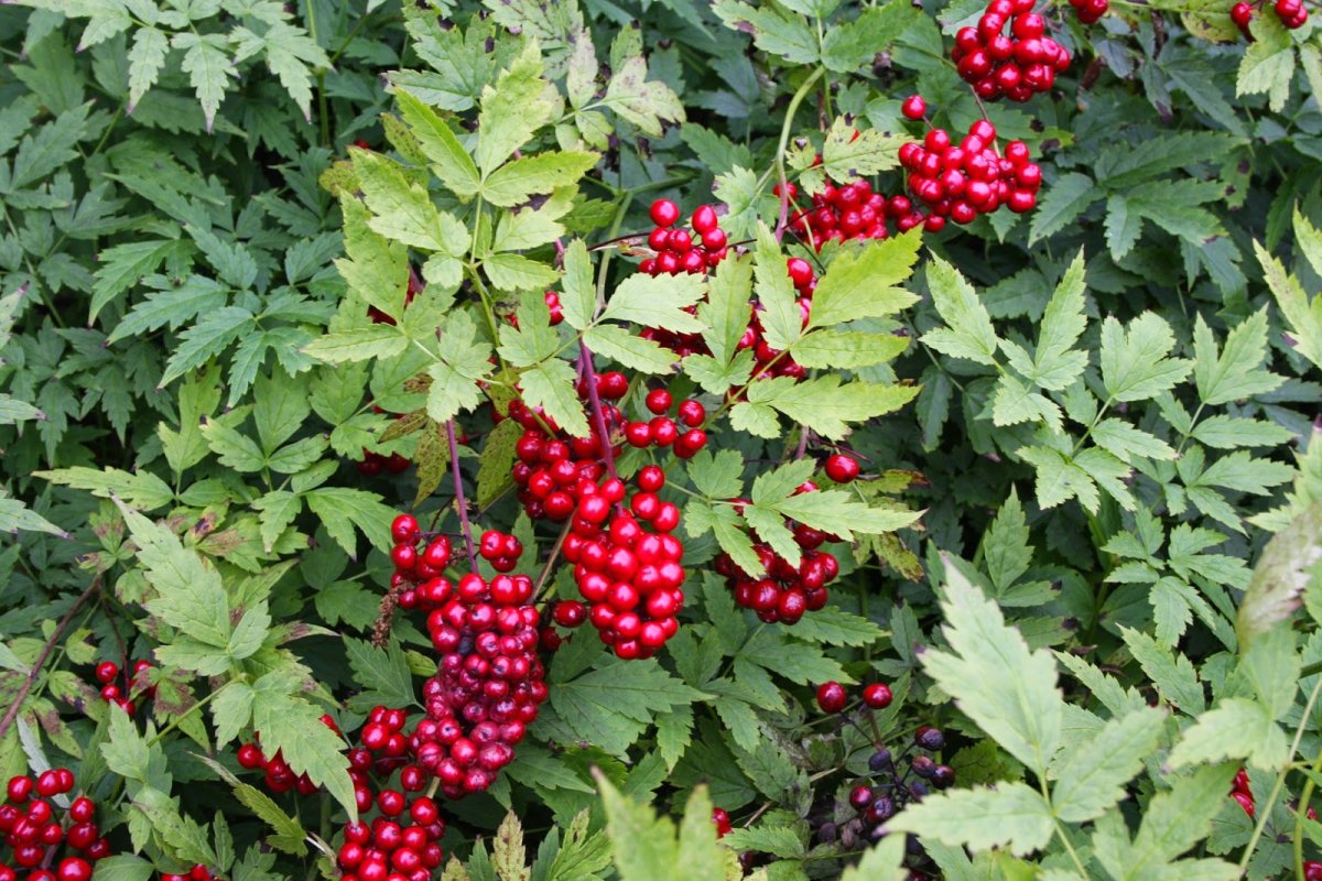 Actaea pachypoda rubra