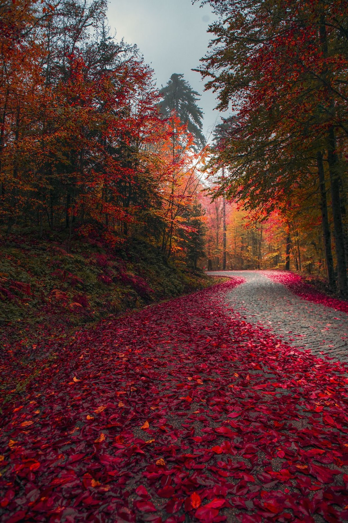 Природа осень