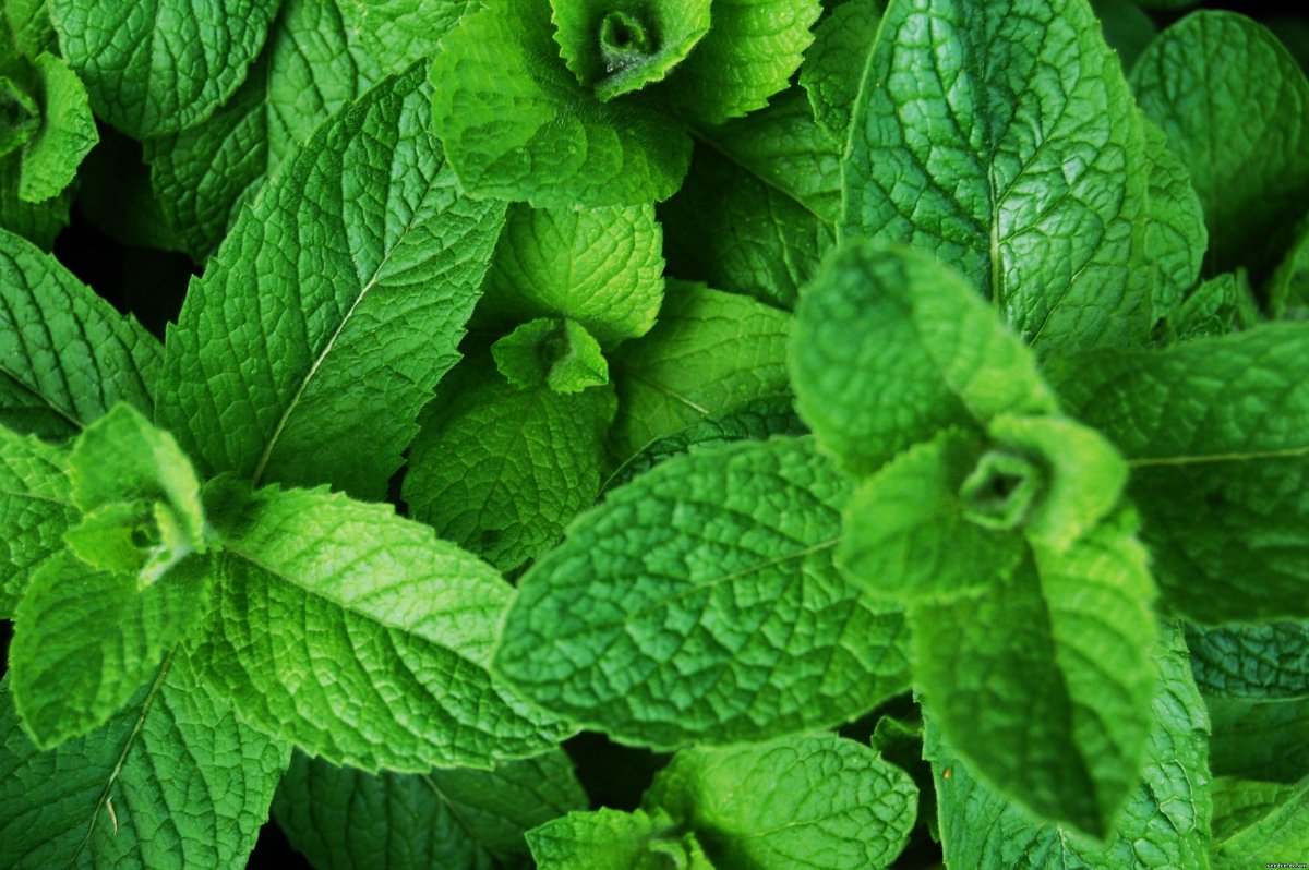 Мята перечная (Mentha piperita)