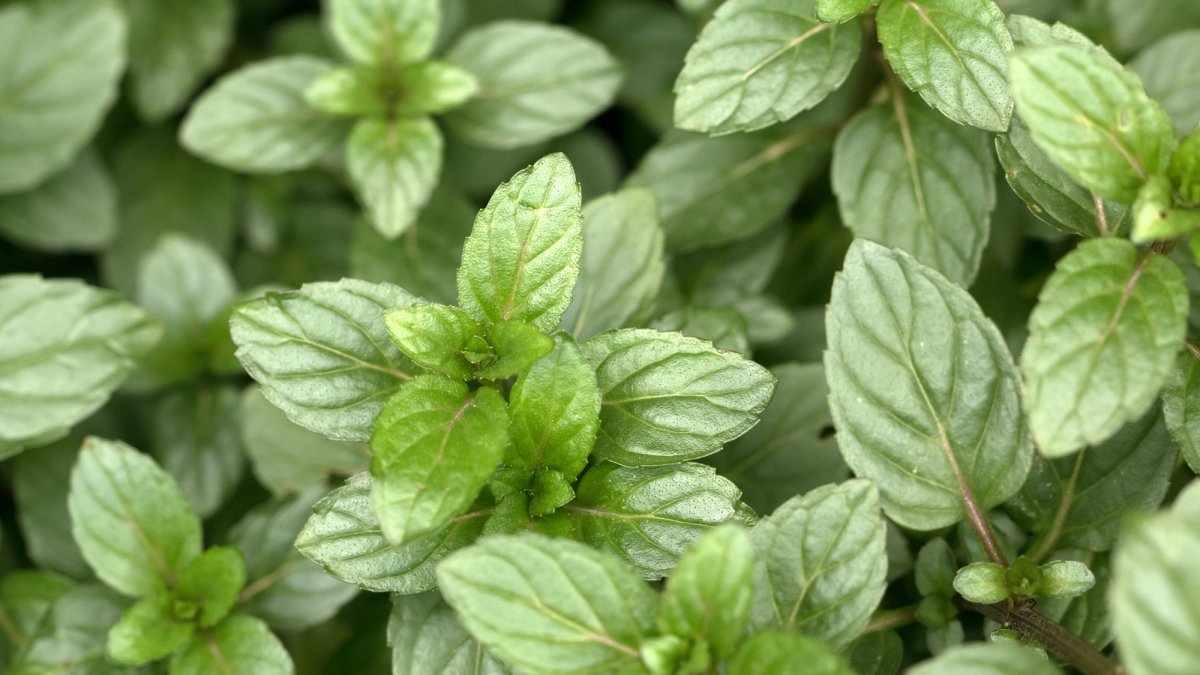 Мята перечная variegata