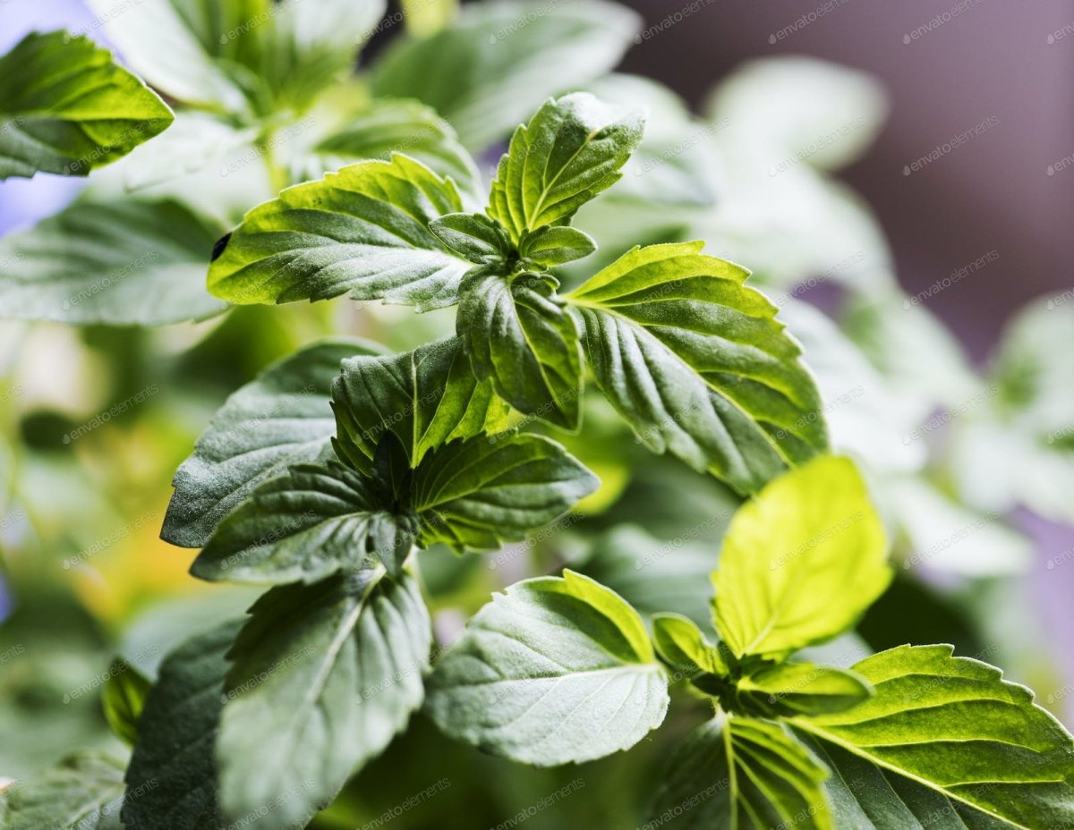 Sunny and Basil