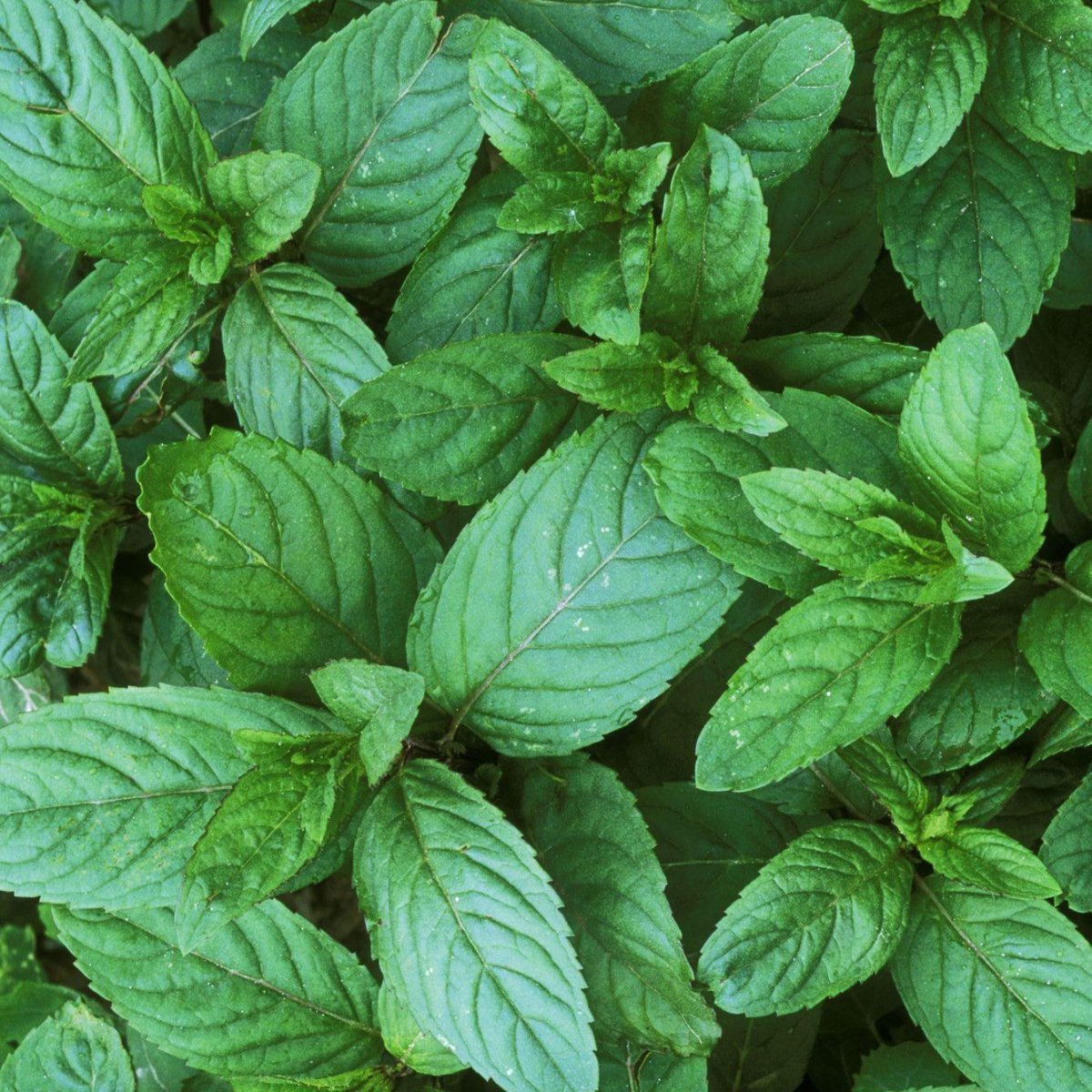 Мята перечная (Mentha piperita)