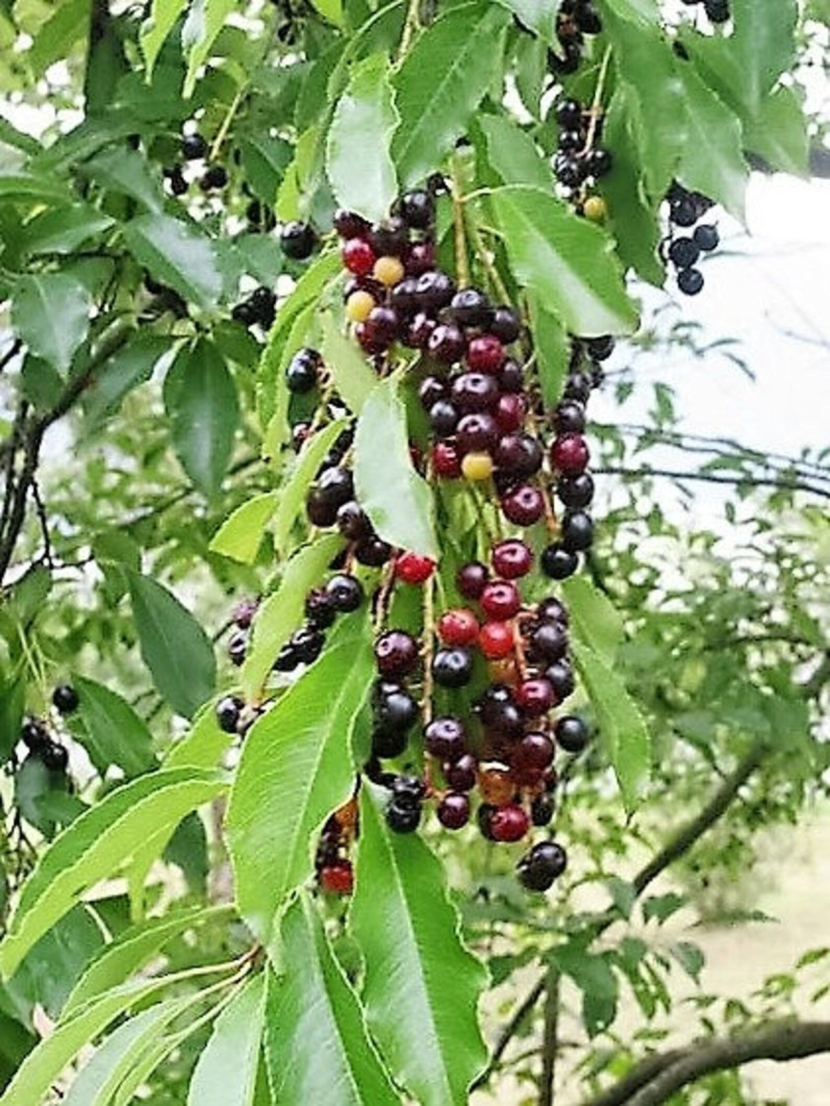 Черемуха поздняя (Prunus serotina)